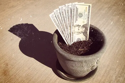 cash planted in a flower pot